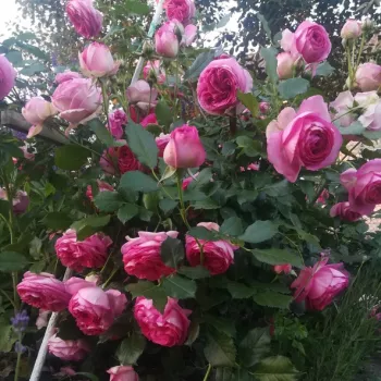 CYCLAMEN PIERRE DE RONSARD ® – mély rózsaszín futó rózsa - Tomerlin