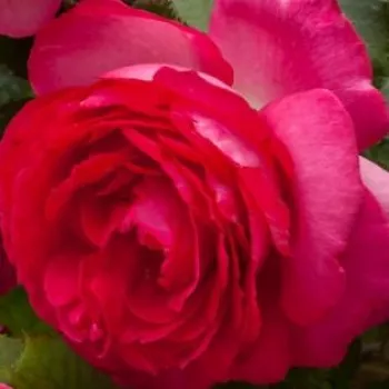 Online rózsa vásárlás - mély rózsaszín - nagyon gyenge, alig érezhető illatú rózsa - Cyclamen Pierre de Ronsard ® - climber, futó rózsa - (240-360 cm)