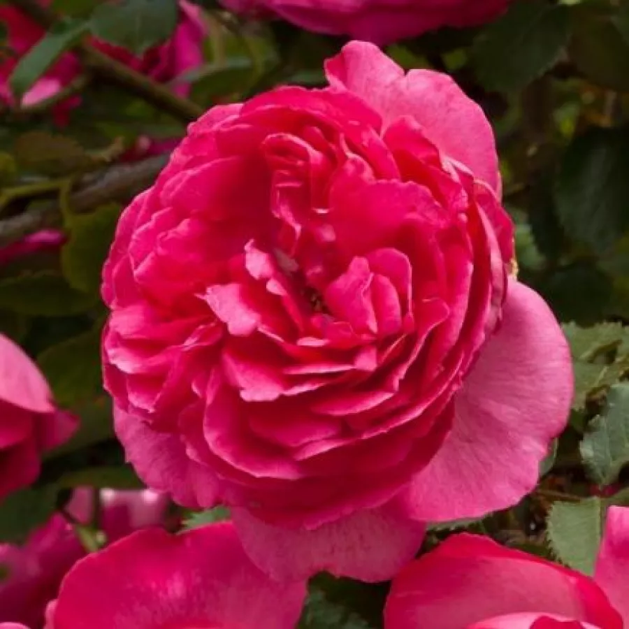 Różowy - Róża - Cyclamen Pierre de Ronsard ® - róże sklep internetowy