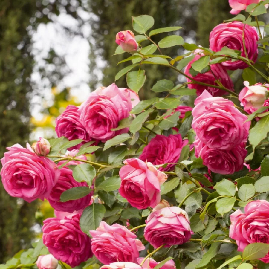 Climber, vrtnica vzpenjalka - Roza - Cyclamen Pierre de Ronsard ® - vrtnice - proizvodnja in spletna prodaja sadik