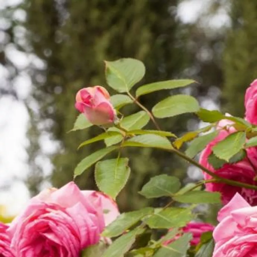 Rózsaszín - Rózsa - Cyclamen Pierre de Ronsard ® - online rózsa vásárlás