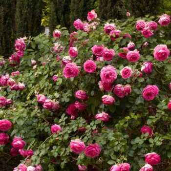 Temno roza, zunanjost venčnih listov je  kremaste barve - climber, vrtnica vzpenjalka - diskreten vonj vrtnice - aroma vanilje