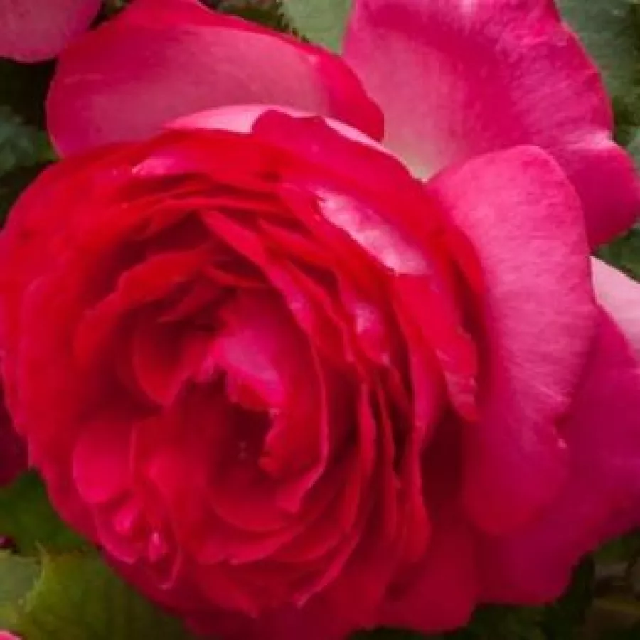 Gömbölyded - Rózsa - Cyclamen Pierre de Ronsard ® - online rózsa vásárlás