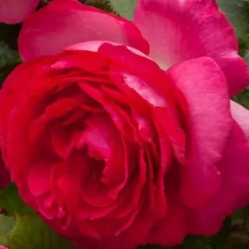 Online rózsa vásárlás - rózsaszín - climber, futó rózsa - diszkrét illatú rózsa - vanilia aromájú - Cyclamen Pierre de Ronsard ® - (300-320 cm)