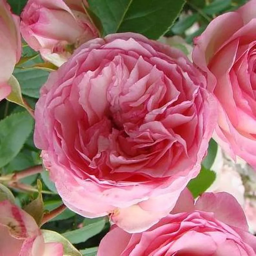 Różowy - Róża - Mini Pierre de Ronsard® Gpt - róże sklep internetowy