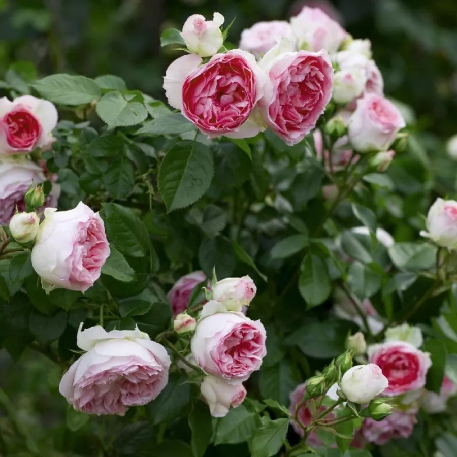 Climber, vrtnica vzpenjalka - Roza - Mini Pierre de Ronsard® Gpt - vrtnice - proizvodnja in spletna prodaja sadik