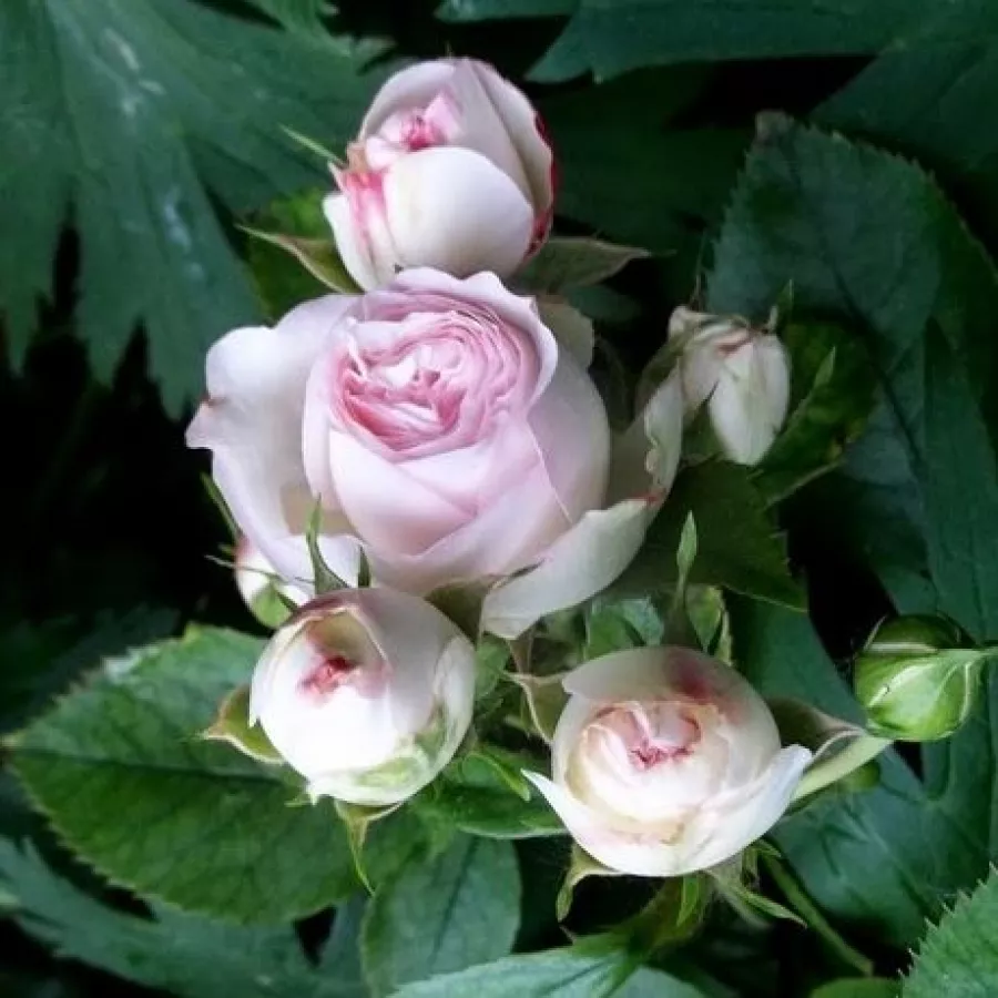 Diskreten vonj vrtnice - Roza - Mini Pierre de Ronsard® Gpt - vrtnice - proizvodnja in spletna prodaja sadik