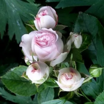 Rosa Mini Pierre de Ronsard® Gpt - różowy - climber, róża pnąca
