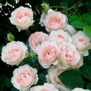 Rosa - creme außenseite kronblätter - climber, kletterrose - rose mit diskretem duft - mangoaroma