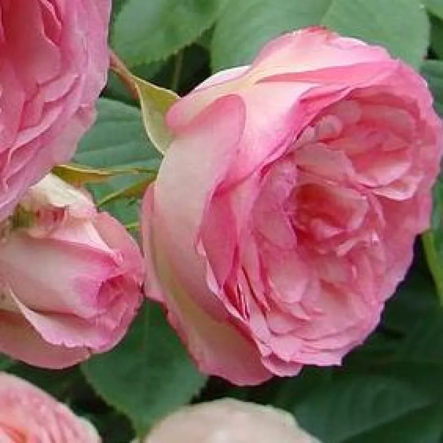 Alain Antoine Meilland - Ruža - Mini Pierre de Ronsard® Gpt - sadnice ruža - proizvodnja i prodaja sadnica