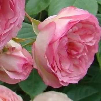 Rózsák webáruháza. - climber, futó rózsa - diszkrét illatú rózsa - mangó aromájú - Mini Pierre de Ronsard® Gpt - rózsaszín - (150-200 cm)