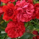 Piros - talajtakaró rózsa - Online rózsa vásárlás - Rosa Hello® - nem illatos rózsa