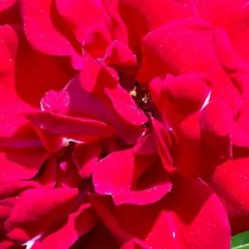 Rózsák webáruháza. - piros - talajtakaró rózsa - Hello® - nem illatos rózsa - (50-60 cm)