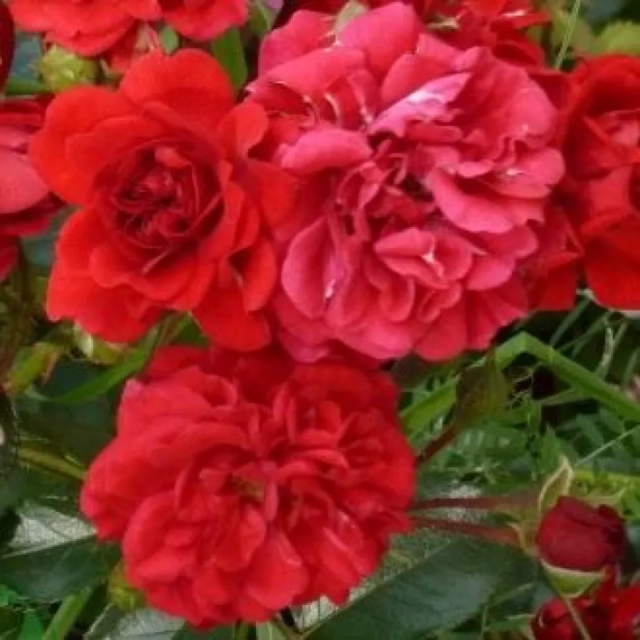 Róże okrywowe - Róża - Hello® - Szkółka Róż Rozaria