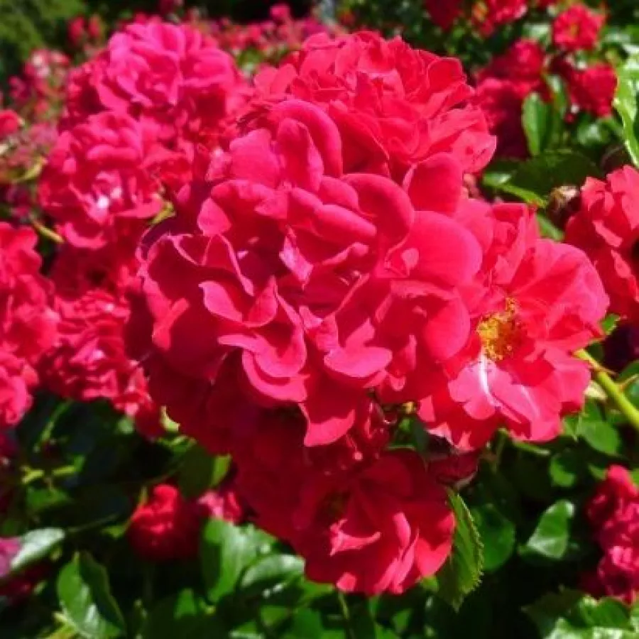 Rojo - Rosa - Hello® - Comprar rosales online