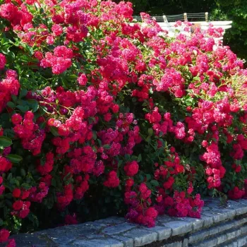Crvena - Pokrivači tla ruža   (50-60 cm)
