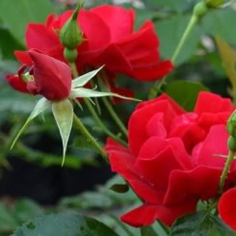 Csokros virágú - magastörzsű rózsafa - Rózsa - Hello® - Kertészeti webáruház