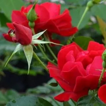 Rosa Hello® - červený - stromčekové ruže - Stromkové ruže, kvety kvitnú v skupinkách
