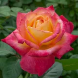 Sárga - rózsaszín - teahibrid rózsa - Online rózsa vásárlás - Rosa Pullman Orient Express ® - diszkrét illatú rózsa - eper aromájú