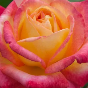 Rózsa kertészet - sárga - rózsaszín - teahibrid rózsa - Pullman Orient Express ® - diszkrét illatú rózsa - eper aromájú - (80-90 cm)