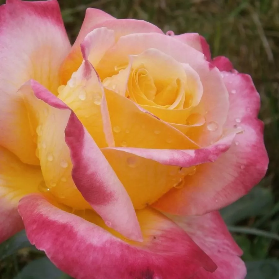 żółty - różowy - Róża - Pullman Orient Express ® - Szkółka Róż Rozaria