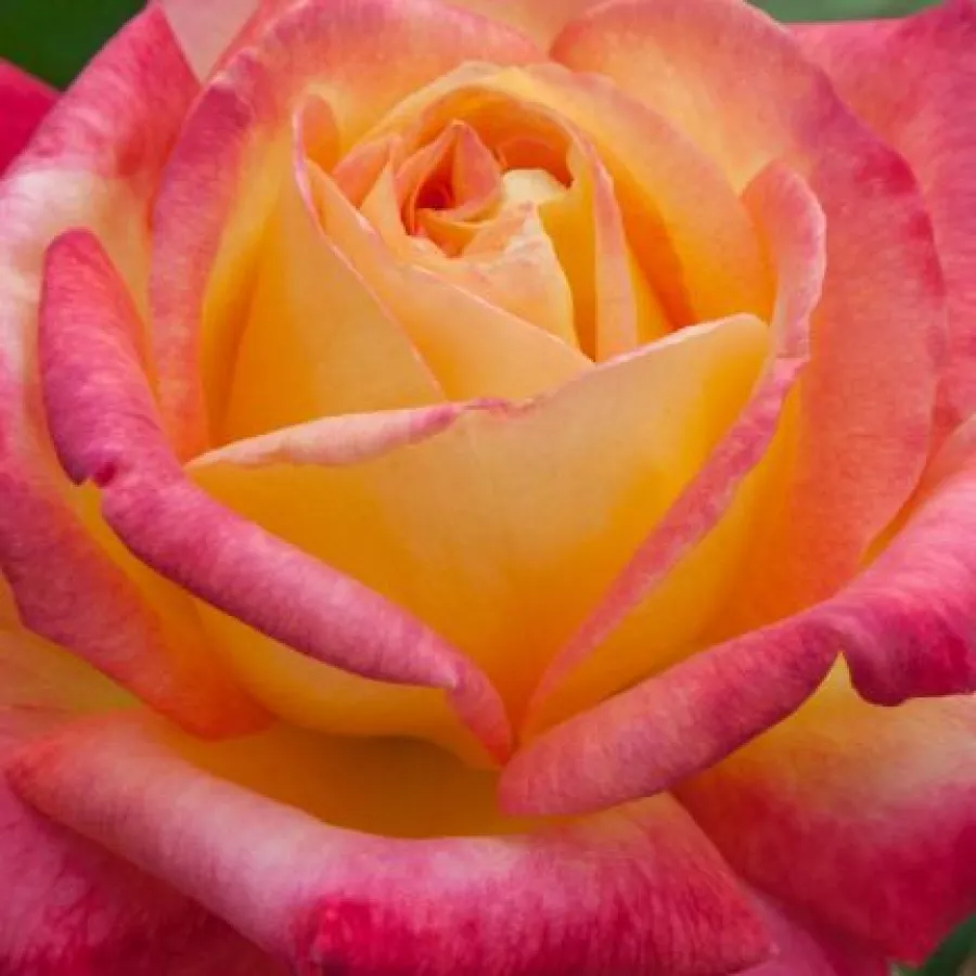 Hybrid Tea - Rosa - Pullman Orient Express ® - Produzione e vendita on line di rose da giardino