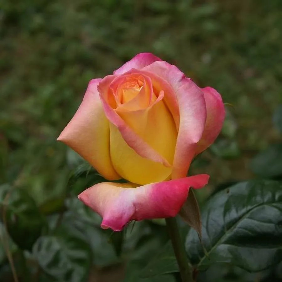 árbol de rosas híbrido de té – rosal de pie alto - Rosa - Pullman Orient Express ® - rosal de pie alto