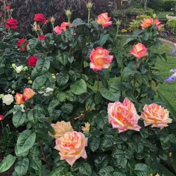 Galben - roz - trandafiri pomisor - Trandafir copac cu trunchi înalt – cu flori teahibrid
