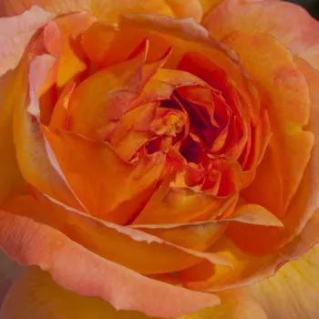 Online rózsa kertészet - narancssága - rózsaszín - teahibrid rózsa - René Goscinny ® - intenzív illatú rózsa - barack aromájú - (60-80 cm)