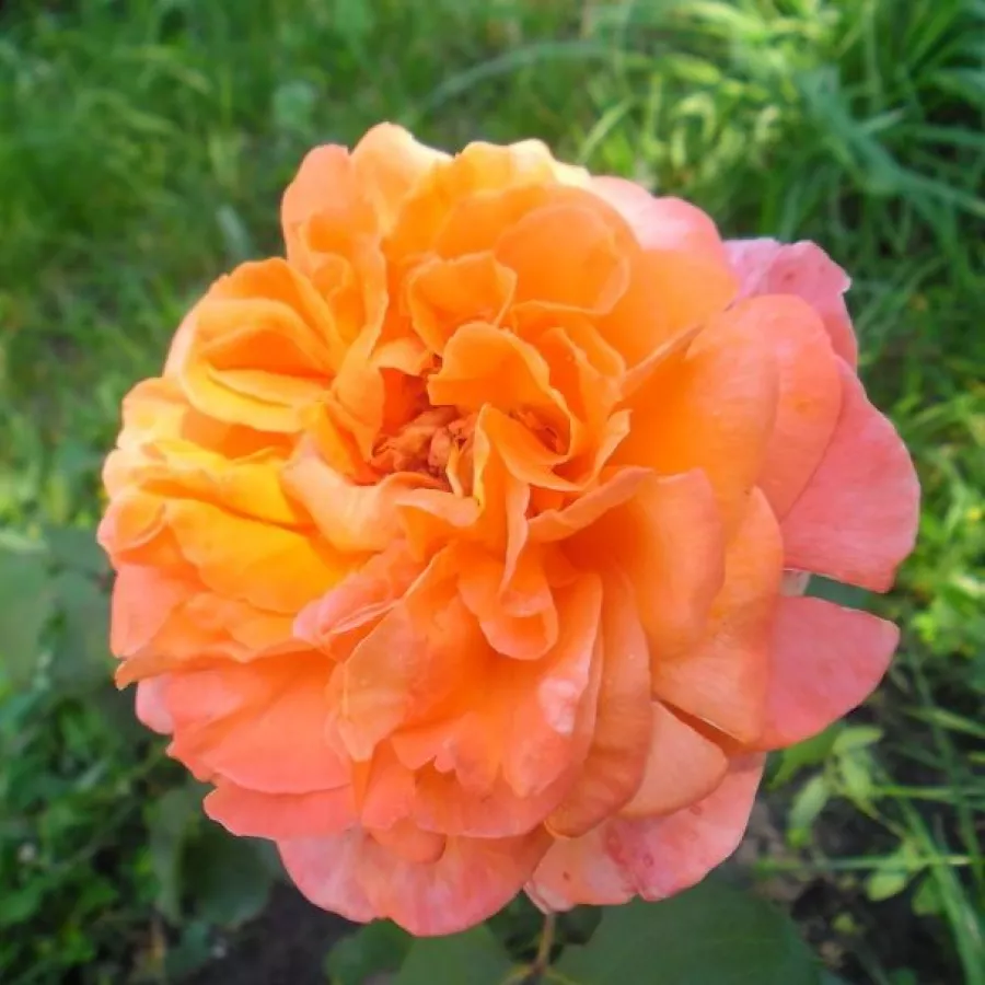Portocaliu - roz - Trandafiri - René Goscinny ® - Trandafiri online