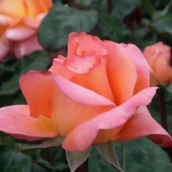 Rosa René Goscinny ® - narancssága - rózsaszín - teahibrid rózsa