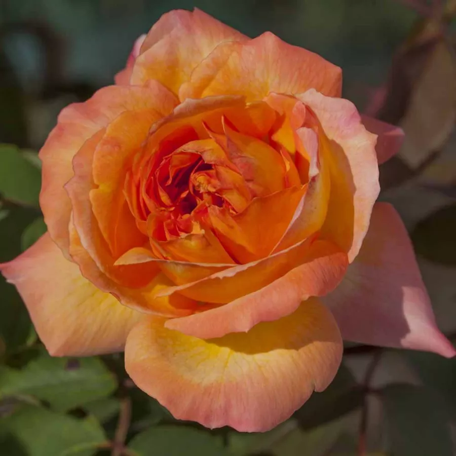 Naranja rosa - Rosa - René Goscinny ® - rosal de pie alto