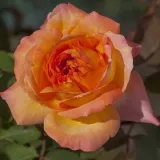 Ruže stablašice - narančasto - ružičasta - Rosa René Goscinny ® - intenzivan miris ruže