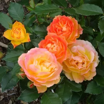 Naranja - rosa - Rosas híbridas de té   (60-80 cm)