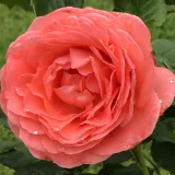 Trandafiri nostalgici - roz - trandafir cu parfum intens - Rosa Amelia ™ - Trandafiri online