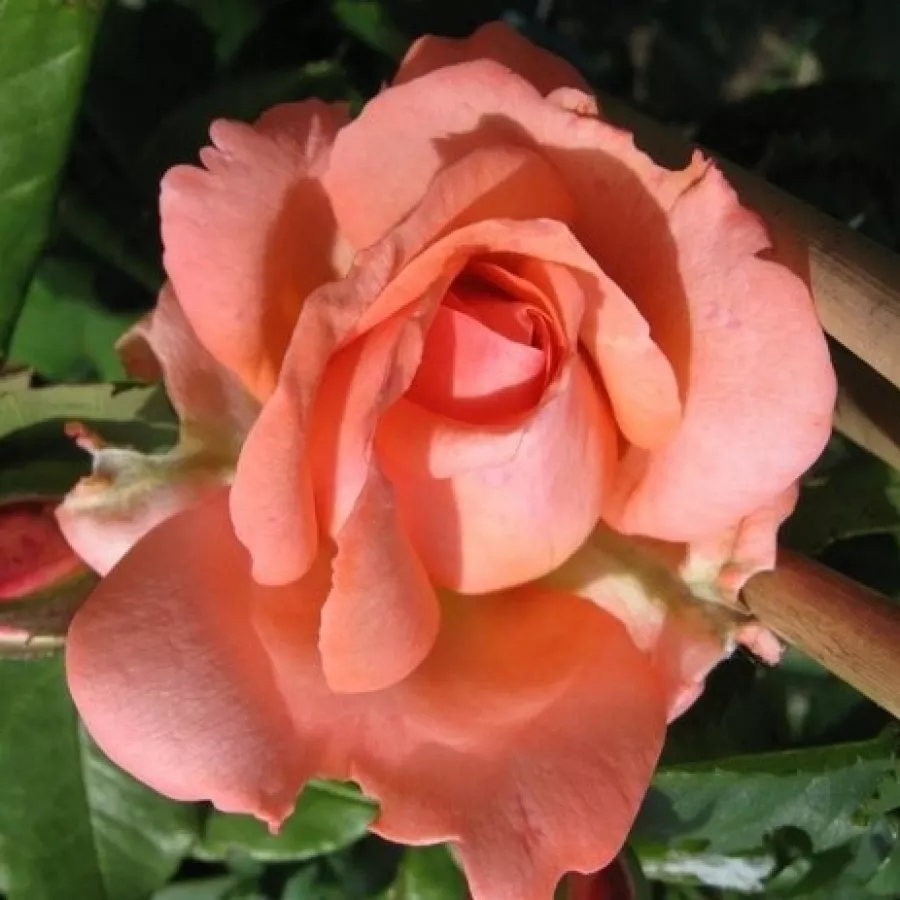 Roz - Trandafiri - Amelia ™ - Trandafiri online