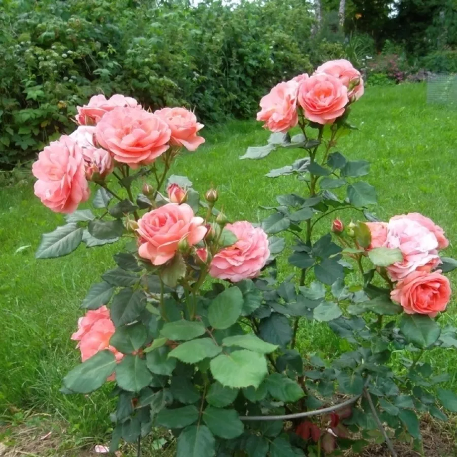Rosa mediamente profumata - Rosa - Amelia ™ - Produzione e vendita on line di rose da giardino
