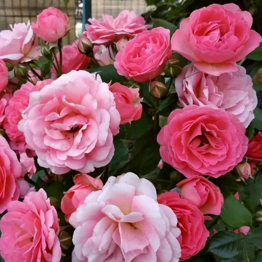 POUlen011 - Ruža - Amelia ™ - Ruže - online - koupit