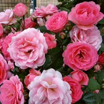 Rosa con tonos melocotón - rosales nostalgicos - rosa de fragancia moderadamente intensa - especia