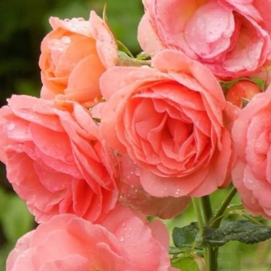 Shrub - Rosa - Amelia ™ - Produzione e vendita on line di rose da giardino