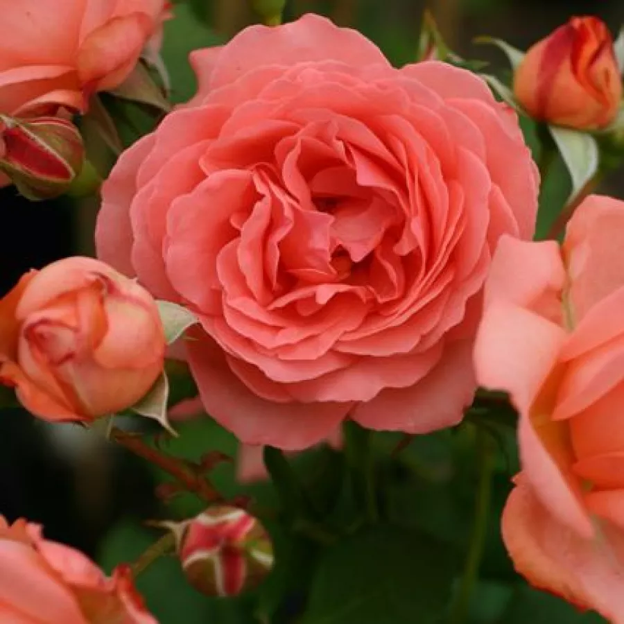 Trandafiri pomisor - Trandafir copac cu trunchi înalt – cu flori în buchet - Trandafiri - Amelia ™ - 