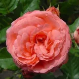 Roz - Trandafiri nostalgici - trandafir cu parfum intens - Rosa Amelia ™ - răsaduri și butași de trandafiri 
