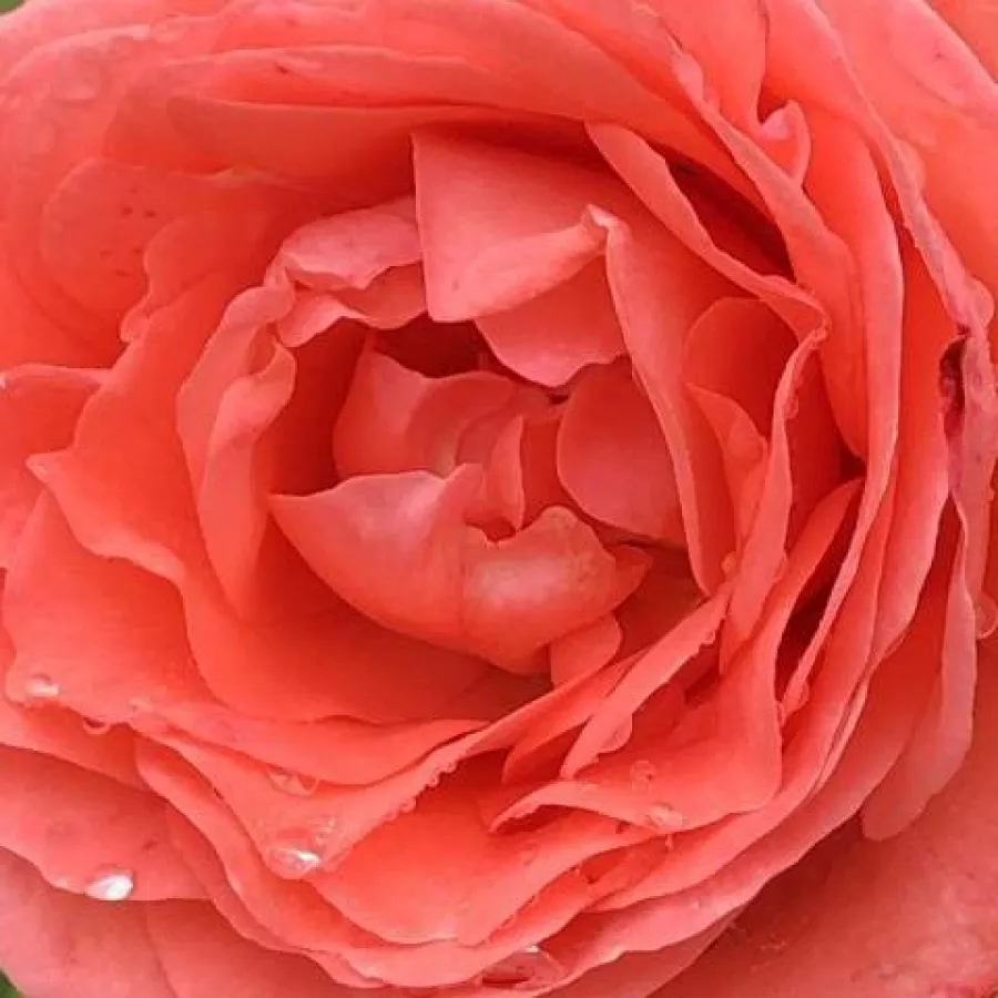Nostalgična vrtnica - Roza - Amelia ™ - vrtnice - proizvodnja in spletna prodaja sadik