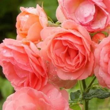 Rosen Online Shop - nostalgische rosen - mittel-stark duftend - Amelia ™ - rosa - (100-150 cm)