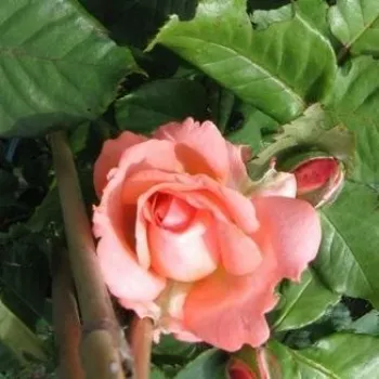 Rosa con tonos melocotón - rosales nostalgicos - rosa de fragancia moderadamente intensa - especia