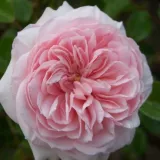 Rózsaszín - climber, futó rózsa - Online rózsa vásárlás - Rosa Awakening™ - intenzív illatú rózsa - centifólia aromájú