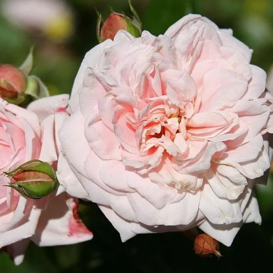 Różowy - Róża - Awakening™ - Szkółka Róż Rozaria