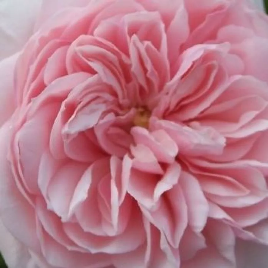 Climber, Hybrid Wichurana, Large-Flowered Climber - Rosa - Awakening™ - Produzione e vendita on line di rose da giardino