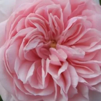 Trandafiri online - Trandafiri climber - roz - trandafir cu parfum intens - Awakening™ - (200-400 cm)
