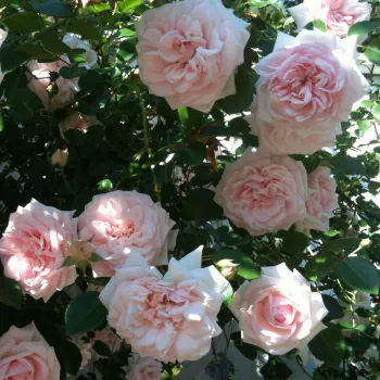 Jasny róż - róża pienna - Róże pienne - z kwiatami róży angielskiej